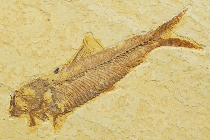 Detailed Fossil Fish (Knightia) - Wyoming #363864